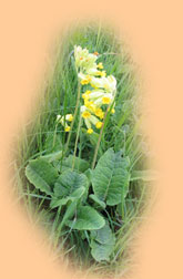 Cowslips at Lendales Farm